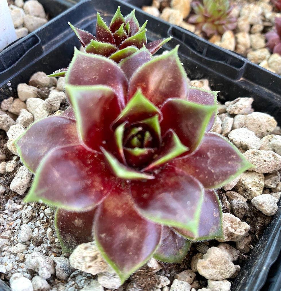 Miniatura: Sempervivum 'Wake Up'