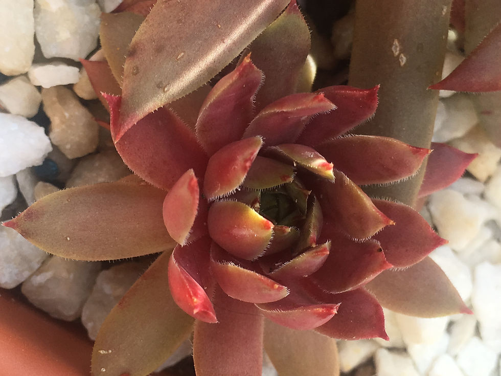 Miniaturbild: Sempervivum 'Pink Infinity'