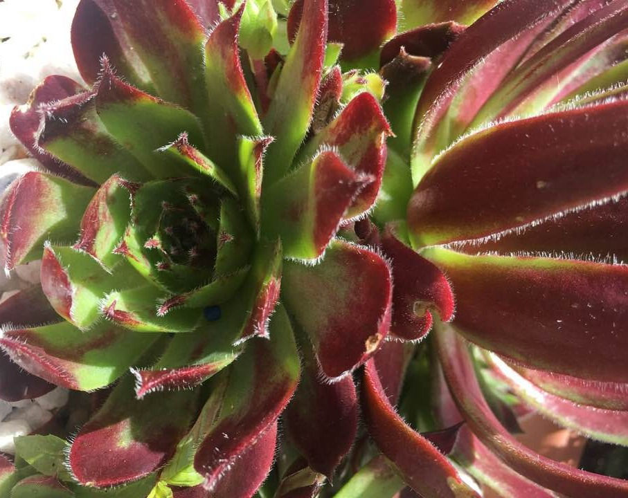 Miniatura: Sempervivum 'Braunii'