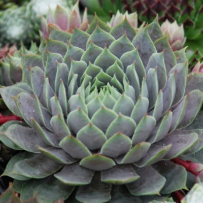 Miniature : Sempervivum 'Berry Blues®'