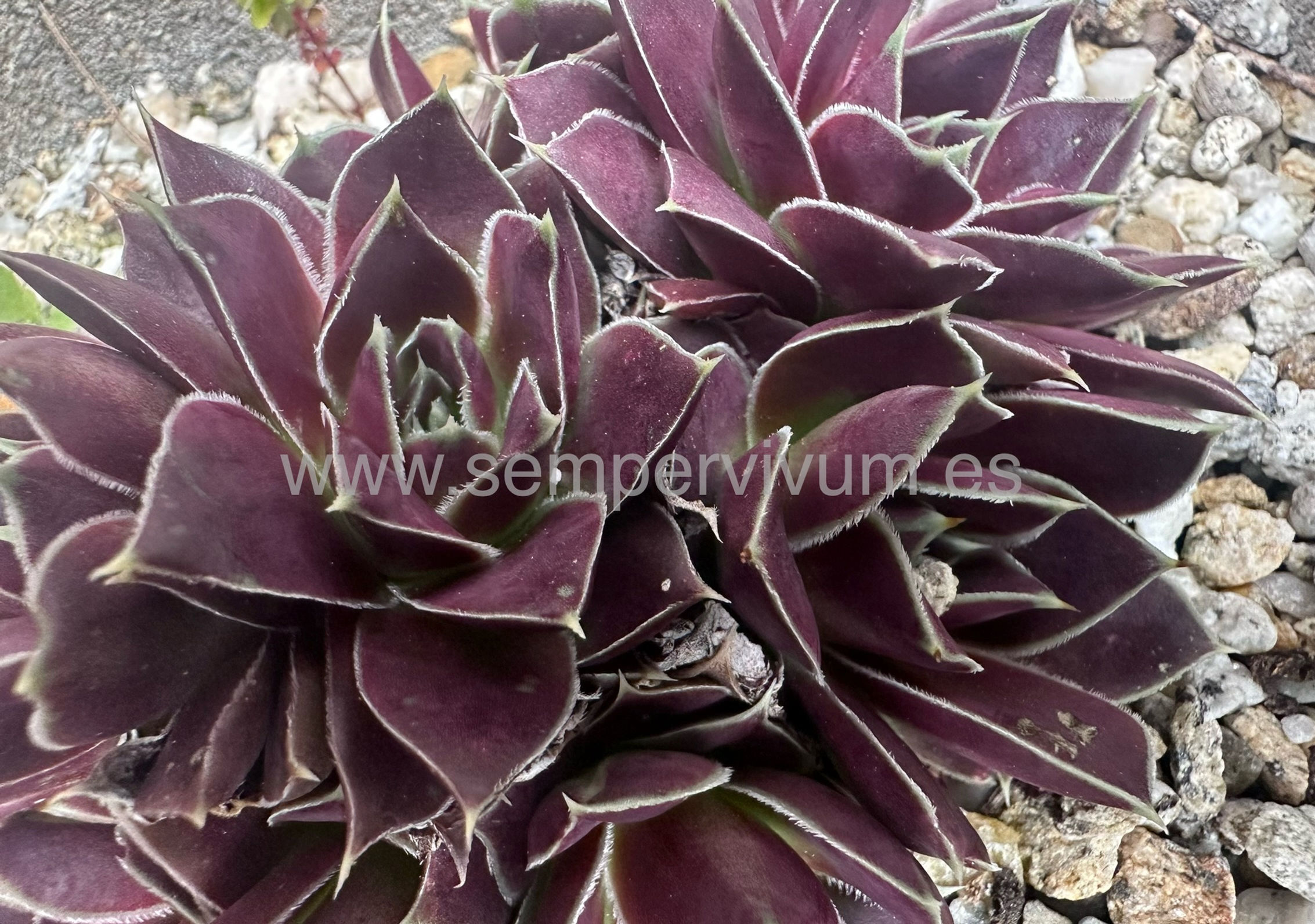 Jovibarba Heuffelii 'Big Chief'