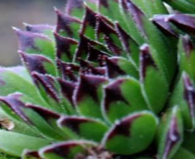 Miniatura: Sempervivum 'Black Top'