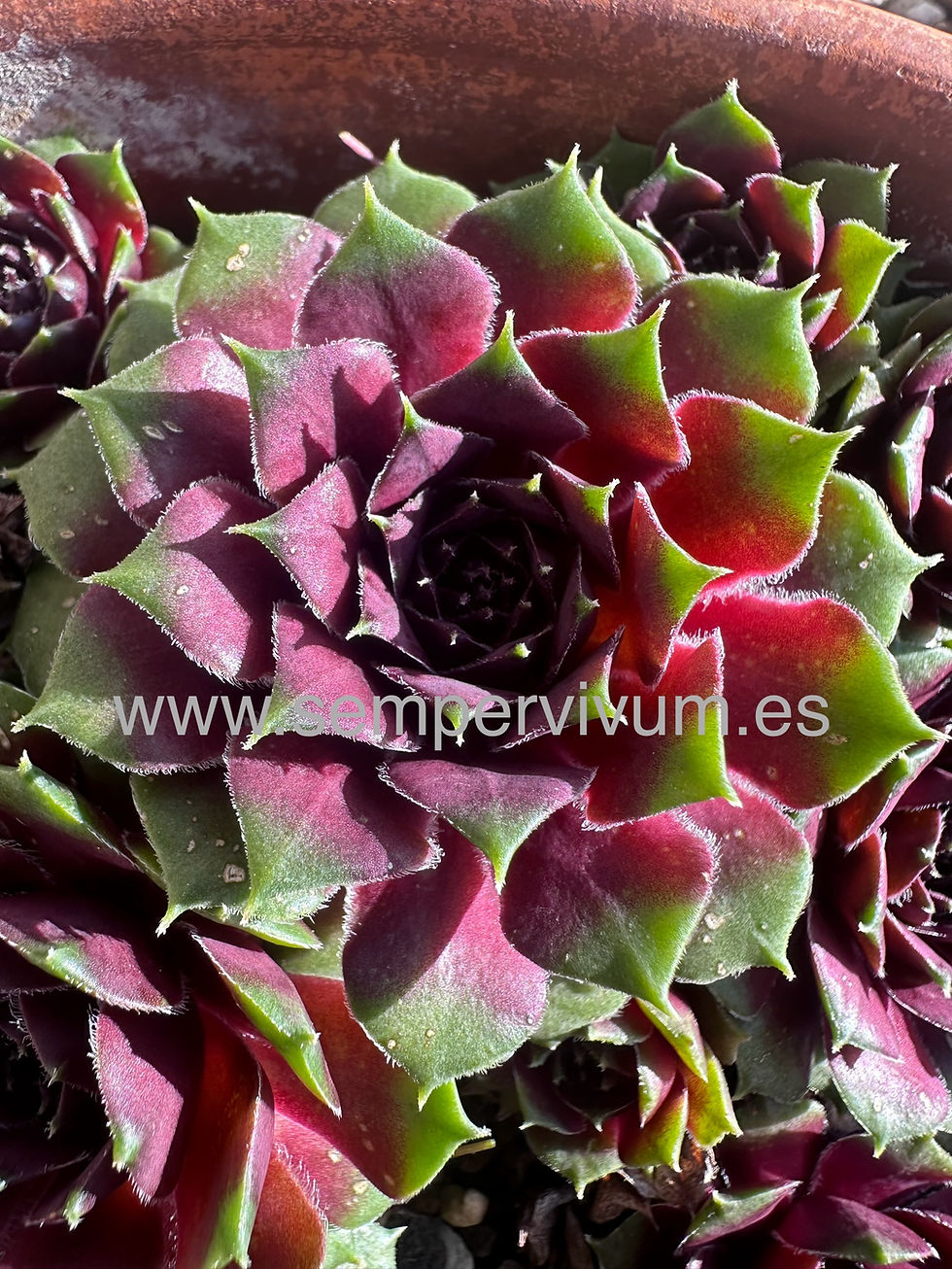 Miniatura: Sempervivum ‘Grünschnabel’