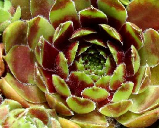Miniatura: Sempervivum 'Regensburger Clown'