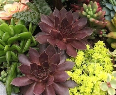 Miniaturbild: Sempervivum 'Chocolate kiss®'