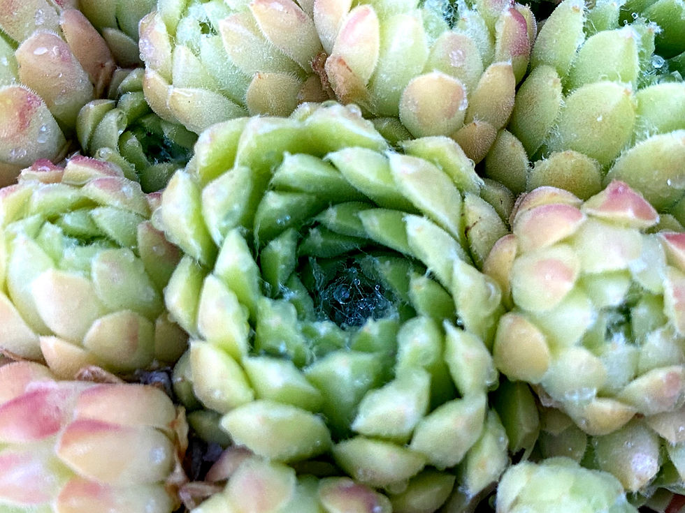 Miniature : Sempervivum 'Boutignyanum'