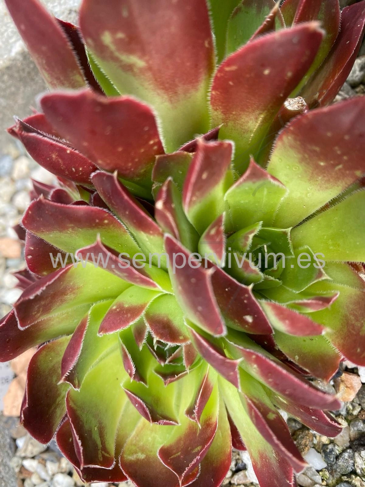 Jovibarba heuffelii 'Pacific Pan'