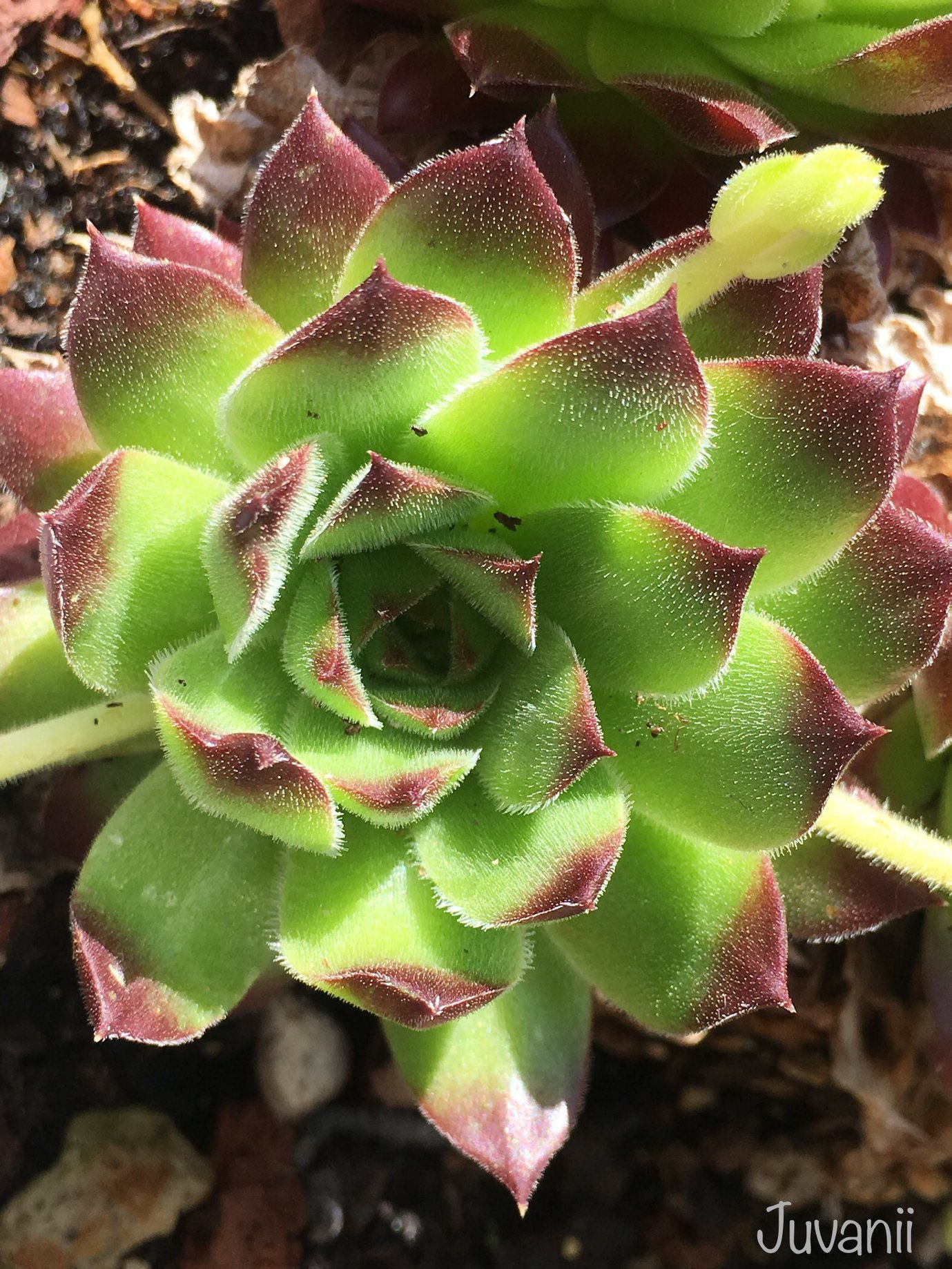 Sempervivum 'Juvanii'