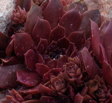 Miniature : Sempervivum 'Chocolate kiss®'