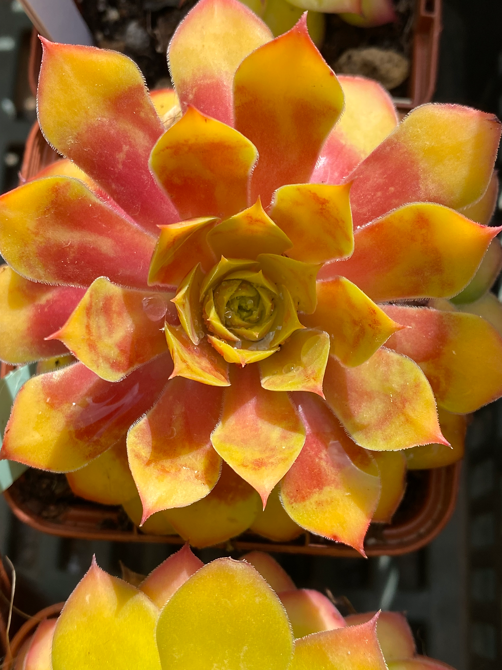 Miniatura: Sempervivum 'Gold Nugget®'