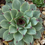 Miniatura: Sempervivum 'Calcareum'