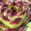 Miniatura: Sempervivum Calcareum ‘Guillaumes’