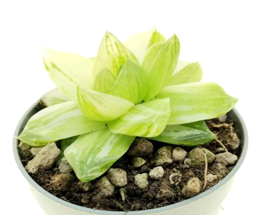 Miniaturbild: Haworthia 'Cymbiformis' f. variegata