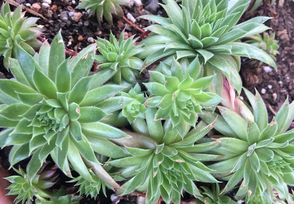 Miniaturbild: Sempervivum 'Blazing Star'