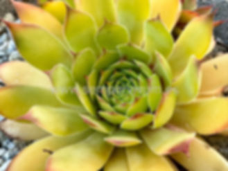Sempervivum 'Gold Nugget®'