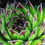 Miniatura: Sempervivum 'Black Top'
