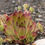 Miniatura: Sempervivum 'Lennik's Glory'
