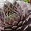 Miniatura: Sempervivum 'Berry Blues®'