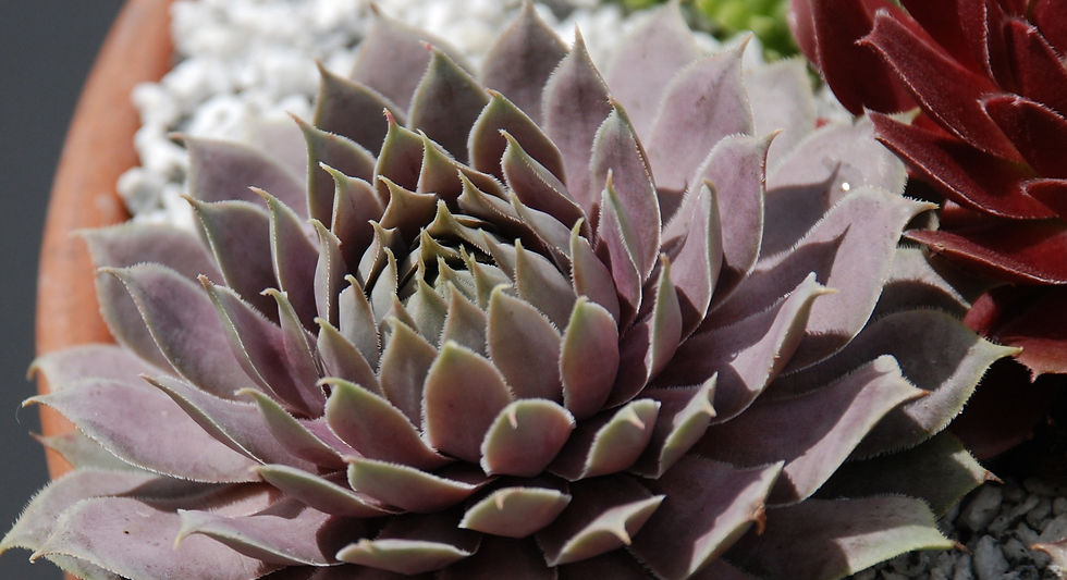 Miniatura: Sempervivum 'Berry Blues®'