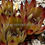Miniatura: Sempervivum ‘Atropurpureum’