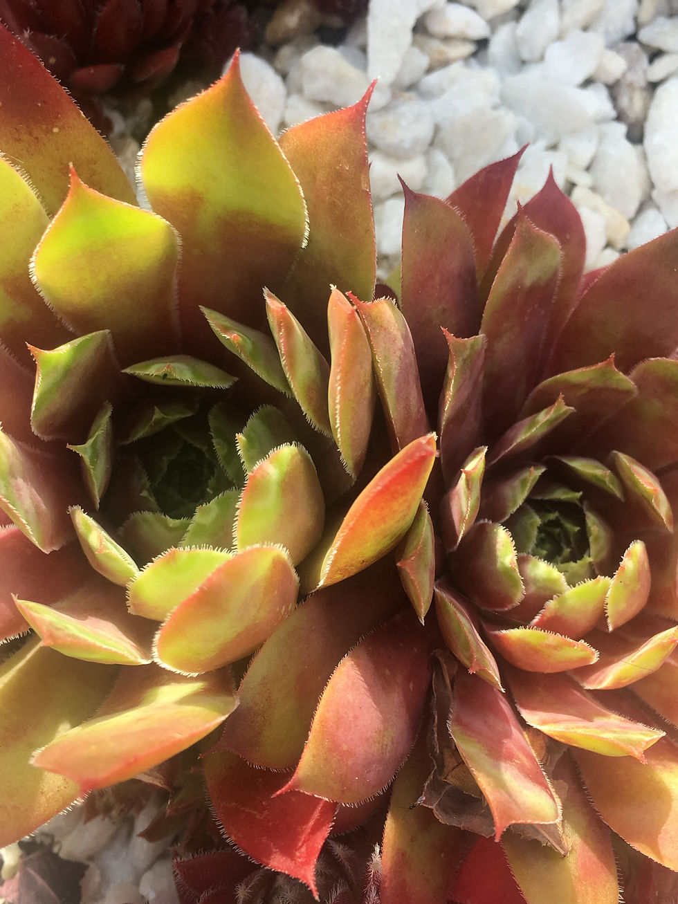 Miniatura: Sempervivum 'Sparkling Burgundy'