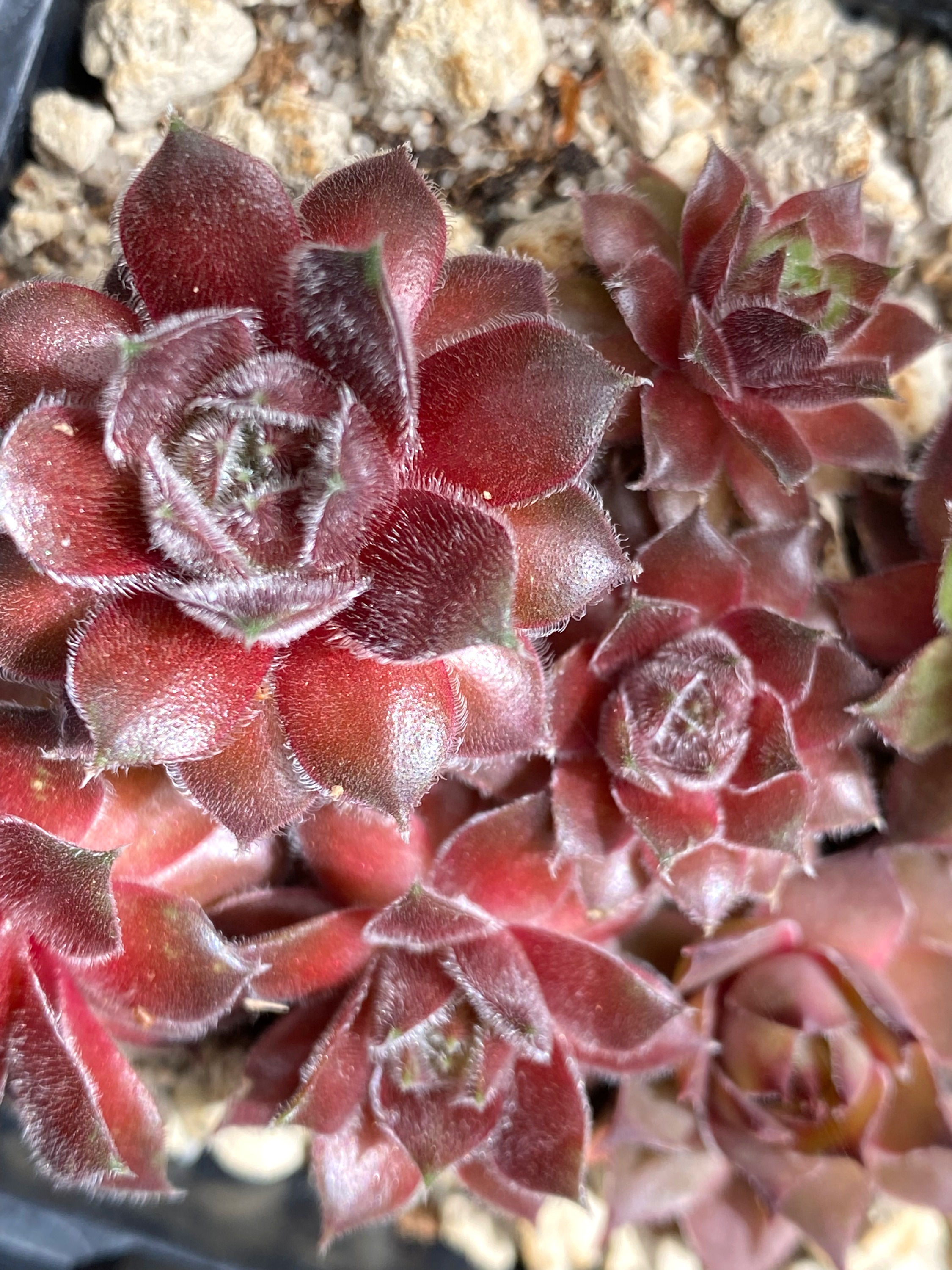 Sempervivum 'Cora Marie'