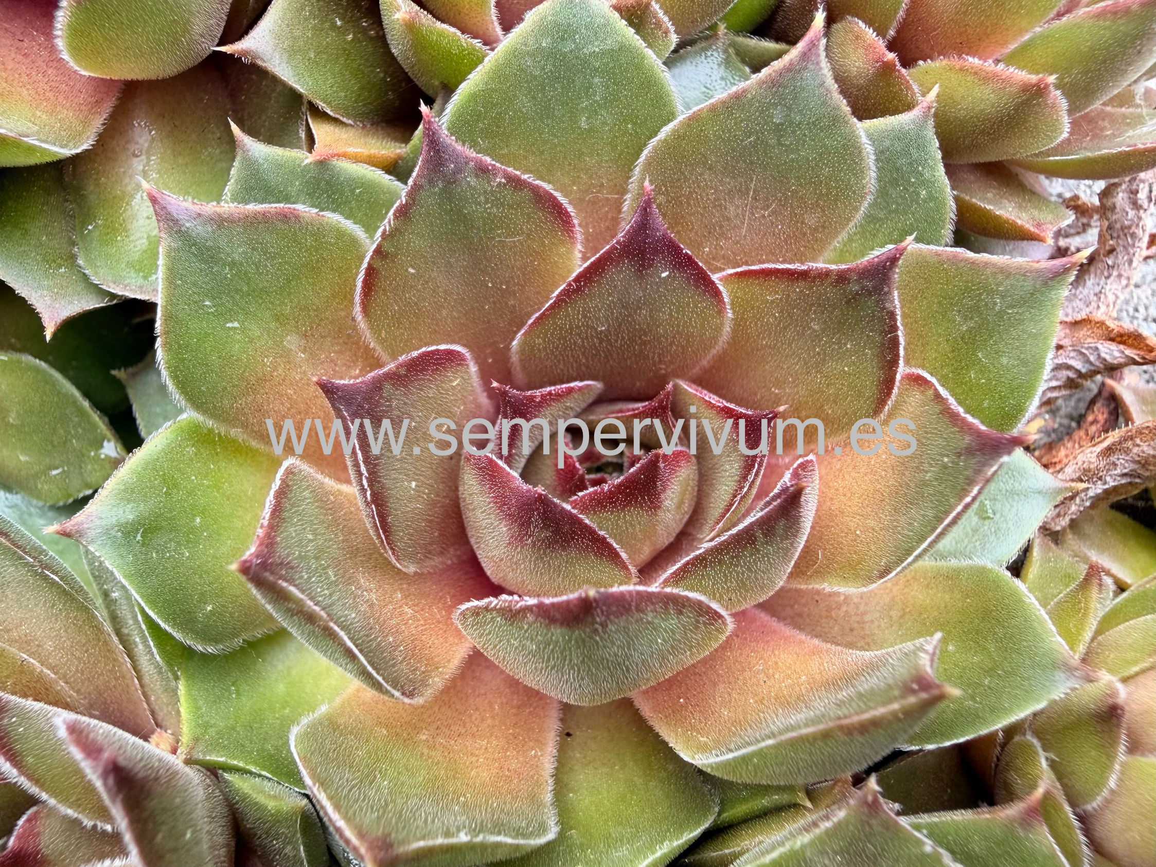 Sempervivum ‘Alchemist’