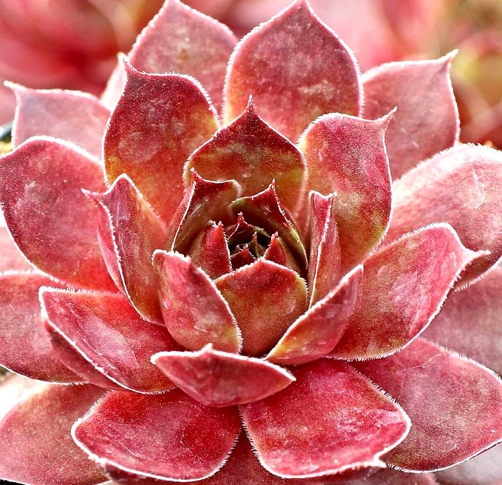 Miniatura: Sempervivum 'Ornatum'