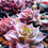 Miniatura: Sempervivum 'Fantasy''