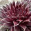 Miniatura: Sempervivum 'Jet Stream'