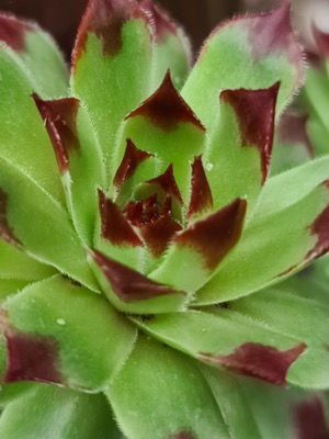 Miniatura: Sempervivum 'Appletini®'