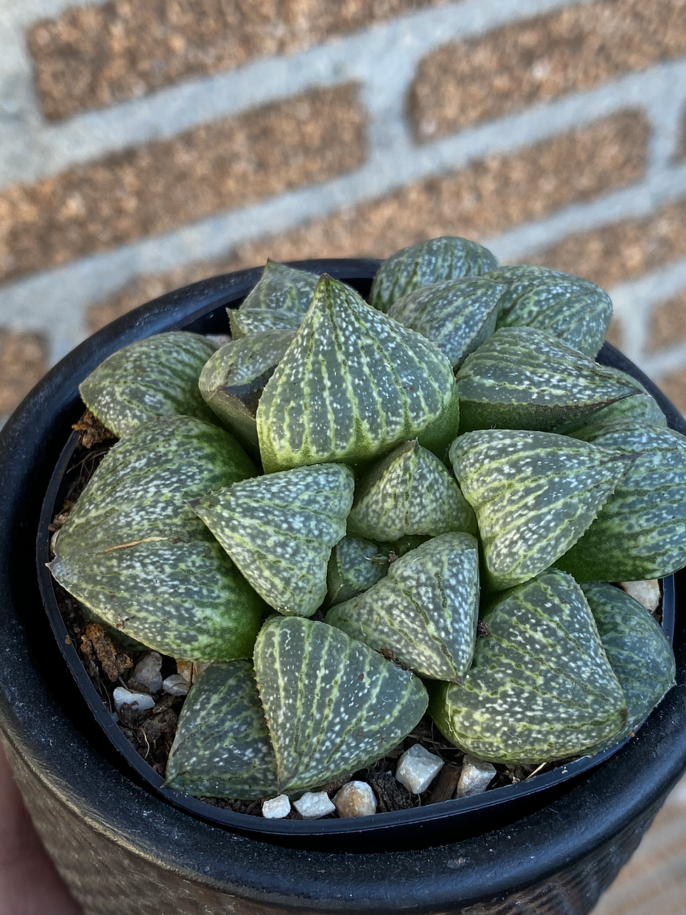 Miniatura: Haworthia Verwe