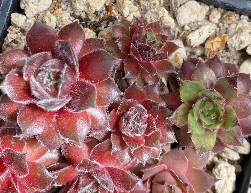 Miniaturbild: Sempervivum 'Cora Marie'
