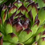 Miniaturbild: Sempervivum 'Black Top'