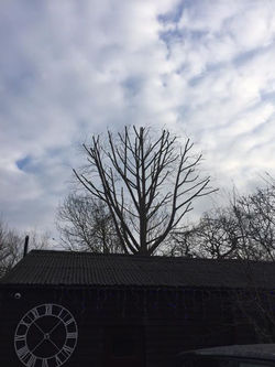 Outside-In Tree Care