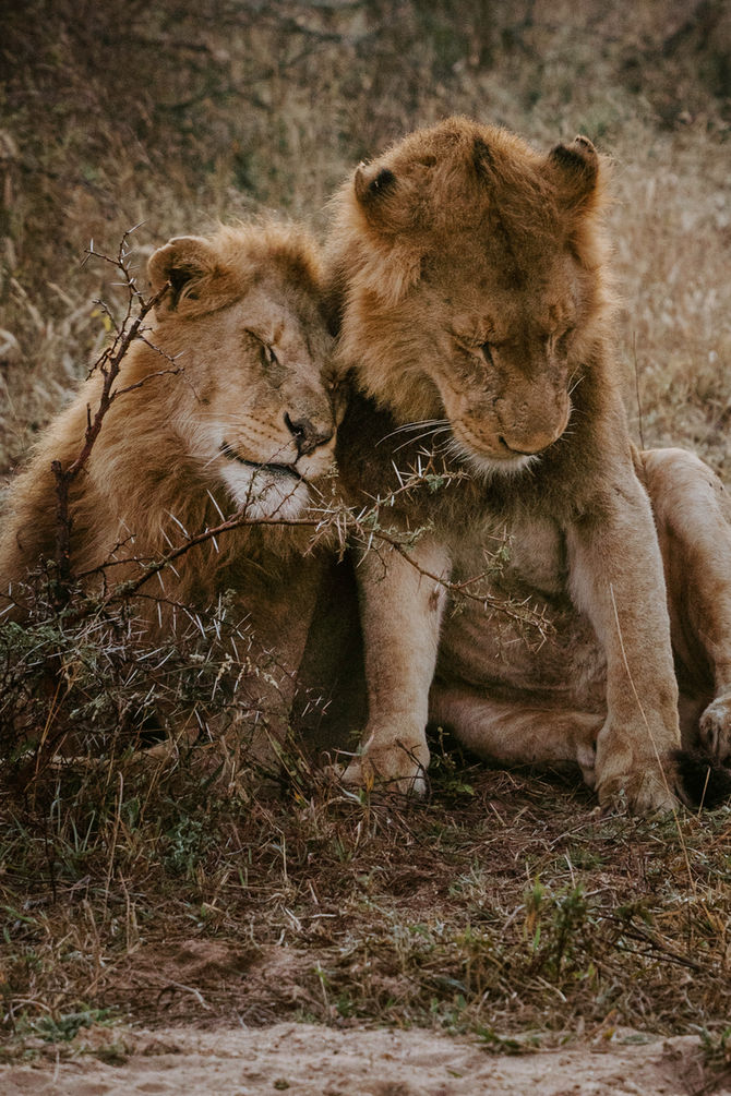 African Safari Q+A