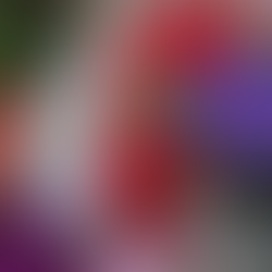 Colorful Petunia Bunch