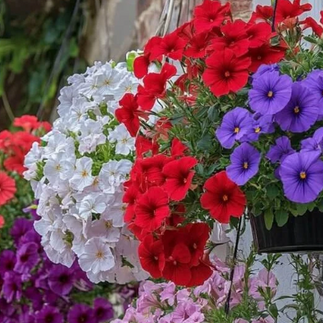 Colorful Petunia Bunch