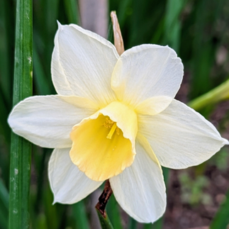 White Daffodil