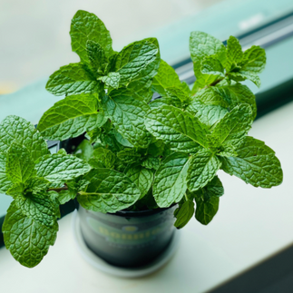 Mint Plant