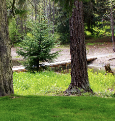 Fuller Park Landscape