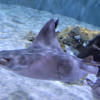 Aquarium Of Boise Shark