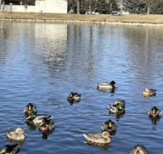 Fuller Park Duck Pond