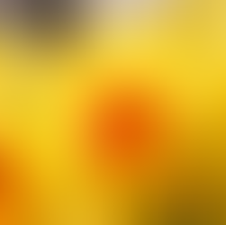 Yellow Daffodil