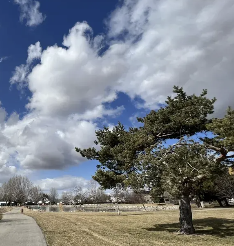 Fuller Park Path Loop