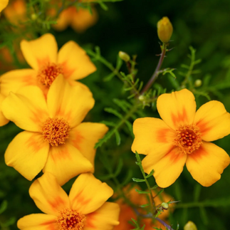 Marigold