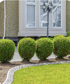 Maintained Shrubbery