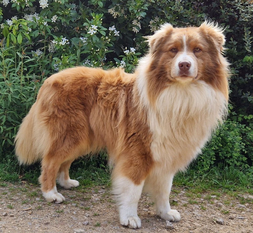 canpas-chiens-Berger-Australien4