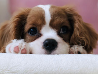 Evcil hayvanınız COVID-19 taşıyıcısı olabilir mi?