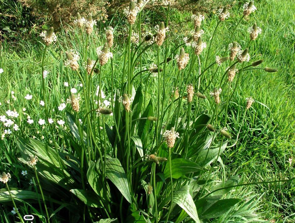 plantago lanceolata